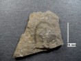 /album/graptoliti/a4-cyrtograptus-sp-kosov-jpg/